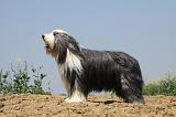 BEARDED COLLIE 176